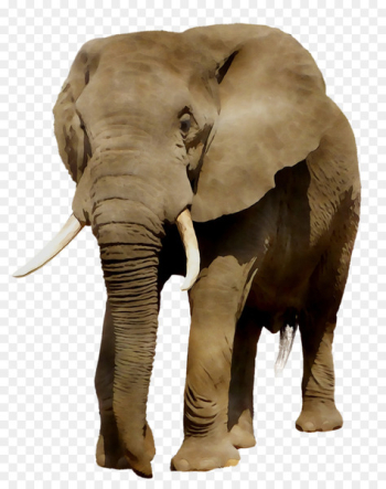 Indian elephant African elephant Fauna Terrestrial animal - Indian elephant African elephant Fauna Terrestrial animal -
