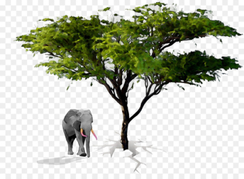 Indian elephant African elephant Terrestrial animal Curtiss C-46 Commando -  