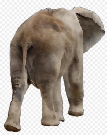 Indian elephant African elephant Terrestrial animal Snout - Indian elephant African elephant Terrestrial animal Snout -