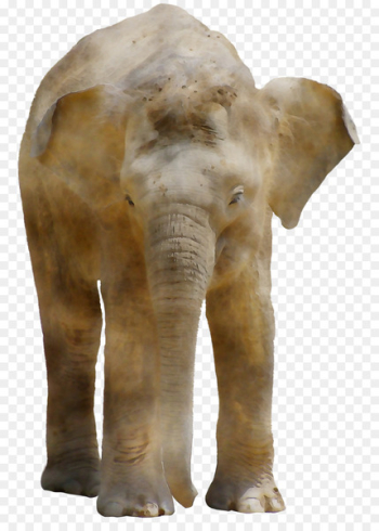 Indian elephant African elephant Terrestrial animal Snout - Indian elephant African elephant Terrestrial animal Snout -