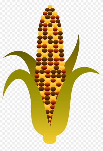 Indian Harvest Corn Maize - Indian Corn Clipart Indian Harvest Corn Maize - Indian Corn Clipart