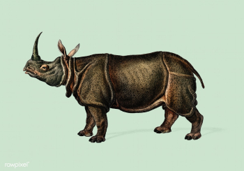 Indian rhinoceros (Rhinoceros unicornis) illu.. | Free stock vector - 467821 Indian rhinoceros (Rhinoceros unicornis) illu.. | Free stock vector - 467821