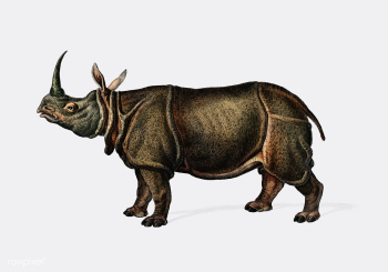 Indian rhinoceros (Rhinoceros unicornis) illu.. | Free stock vector - 467855 Indian rhinoceros (Rhinoceros unicornis) illu.. | Free stock vector - 467855