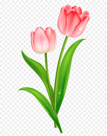 Indira Gandhi Memorial Tulip Garden Flower Clip art - Pink Tulips PNG Clipart 