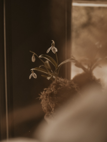 indoor plant indoor plant
