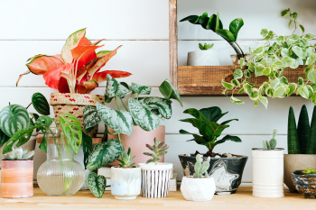 Indoor potted plants arrangement for home… | Free stock photo | High Resolution image