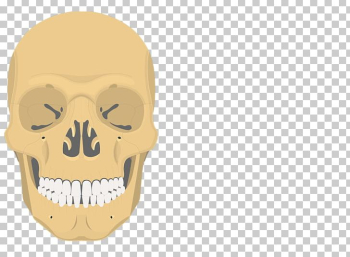 Inferior Nasal Concha Vomer Ethmoid Bone Sphenoid Bone PNG ...