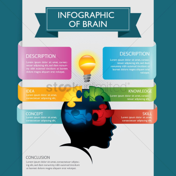 Infographic of brain Infographic of brain