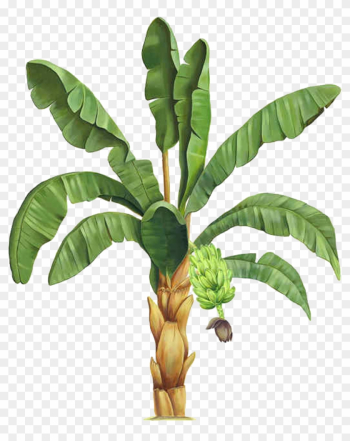 Information Plant Clip Art - Clip Art Information Plant Clip Art - Clip Art