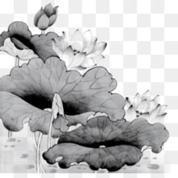 Ink wash painting Chinese painting Gongbi Nelumbo nucifera - Hand-painted lotus background 