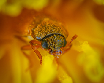 Insect Insect