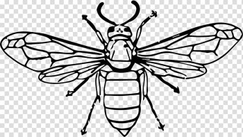 Insect Bee Line art Wasp , wasp transparent background PNG clipart Insect Bee Line art Wasp , wasp transparent background PNG clipart