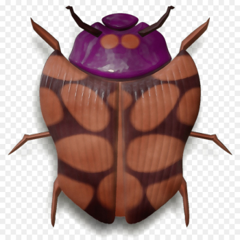 insect beetle insect beetle