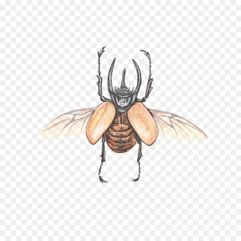 insect cartoon wing house fly drawing insect cartoon wing house fly drawing