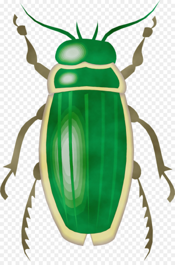 insect clip art beetle cetoniidae ground beetle insect clip art beetle cetoniidae ground beetle