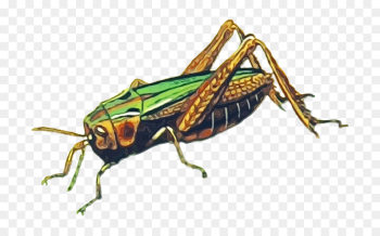 insect cricket-like insect grasshopper locust pest insect cricket-like insect grasshopper locust pest
