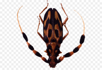 Insect Graphics software Clip art - Horned insect Insect Graphics software Clip art - Horned insect
