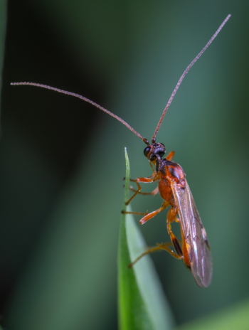 Insect Green Leaf In Macro Photography