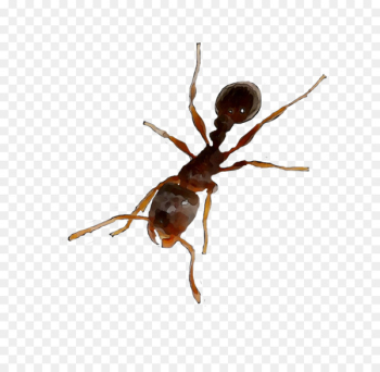 Insect Membrane - Insect Membrane -