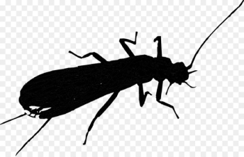 Insect Membrane - Insect Membrane -