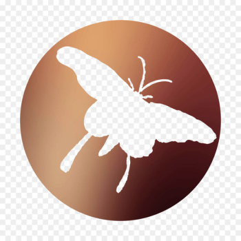 Insect Membrane - Insect Membrane -