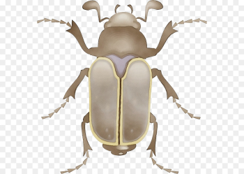 insect stag beetles beetle elephant beetle cetoniidae insect stag beetles beetle elephant beetle cetoniidae