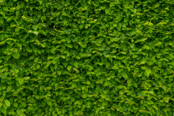 Intense Green Wallpaper With Hornbeam, Hornbeam, Hedge