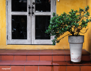 Interior background botanical | Free stock photo - 71344 Interior background botanical | Free stock photo - 71344