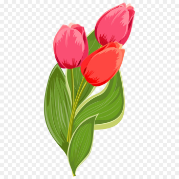 International Womens Day Quotation Happiness Woman Wish - Bouquet of red tulips 