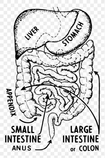 Intestines anatomy png sticker, vintage | Free PNG - rawpixel