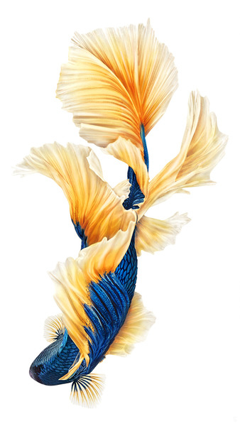 iPhone 6s Plus iPhone 7 Siamese fighting fish Desktop Wallpaper - fly 