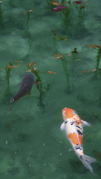 iPhone wallpaper background Koi fish, | Free Photo - rawpixel iPhone wallpaper background Koi fish, | Free Photo - rawpixel