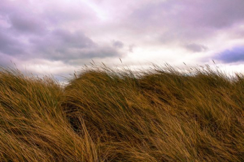 Ireland Grass Field Ireland Grass Field
