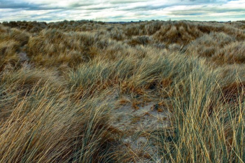 Ireland Grasslands Ireland Grasslands