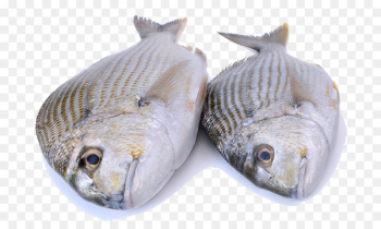 Iridescent shark Fish Seafood Tilapia - Two fish Iridescent shark Fish Seafood Tilapia - Two fish