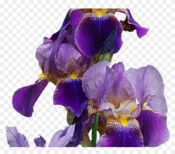 Iris Flower Nature Free Image On Pixabay - Ff Irises Flower Plant Gardening Gardener Lover Gift