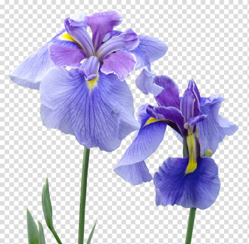 Irises Perfume Flower Patchouli, flower violet transparent background PNG clipart