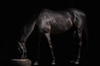 Irish National Stud is a thoroughbred horse breeding facility in Tully, County Kildare , Ireland.