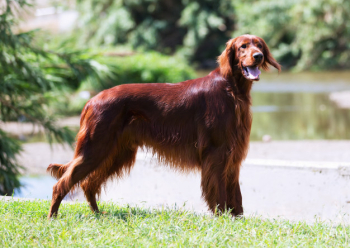 Irish setter Irish setter