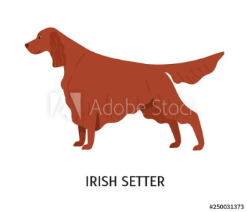 Irish Setter Irish Setter