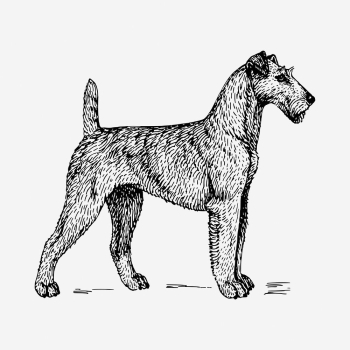 Irish Terrier dog drawing, hand | Free Photo - rawpixel