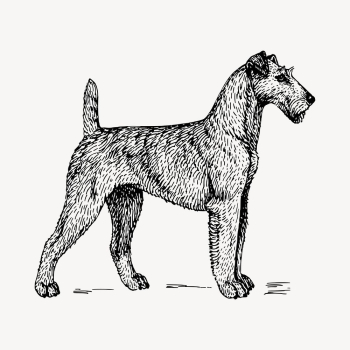Irish Terrier dog drawing, hand | Free Vector - rawpixel
