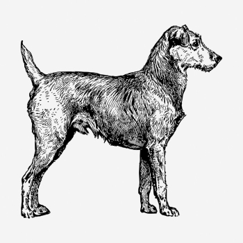 Irish Terrier dog hand drawn | Free Photo - rawpixel