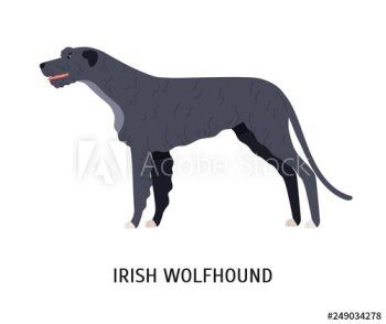 Irish wolfhound Irish wolfhound