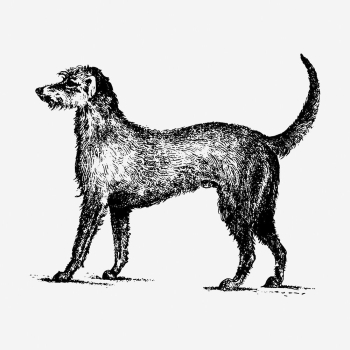 Irish Wolfhound dog hand drawn | Free Photo - rawpixel