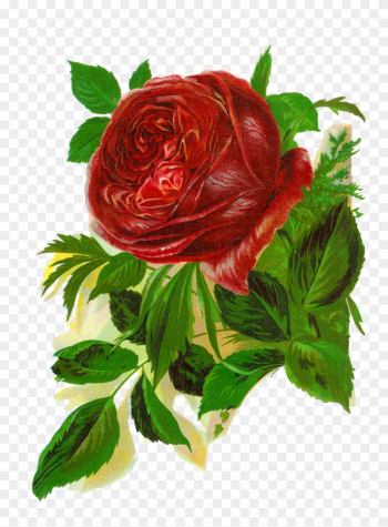 Isn&#39;t This Rose Image Amazing This Is Wonderfully Beautiful - Red Rose Vintage Clipart