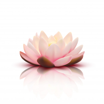 Isolated flower of lotus with light pink petals with reflection on white background 3d vector illustration Free Vector