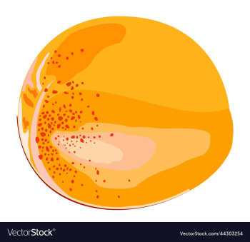 isolated of apricot isolated of apricot