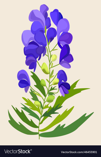 isolated of blue aconite