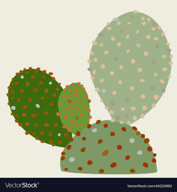 isolated of cactus isolated of cactus